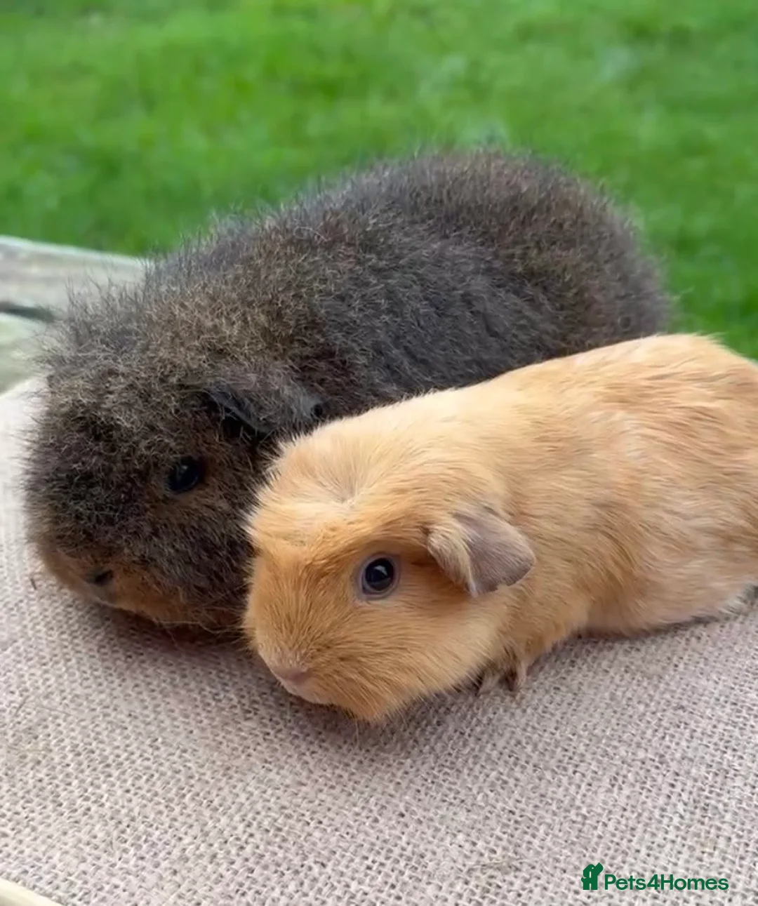 Guinea Pig rodents for sale: Beautiful Swiss & crested young guinea pigs - Advert 1