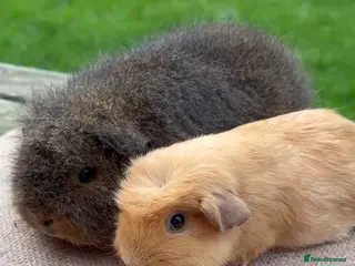 Guinea Pig rodents Beautiful Swiss & crested young guinea pigs - Advert 2