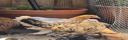 Chickens poultry for sale: Sablepoot Pullets - Advert 9