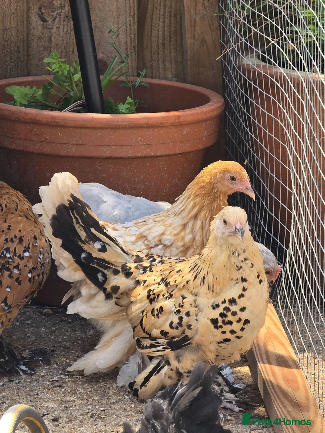 Chickens poultry for sale: Sablepoot Pullets - Advert 9