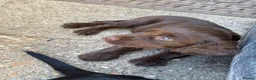 Sprocker dogs for sale: Sprocker pups - Advert 4