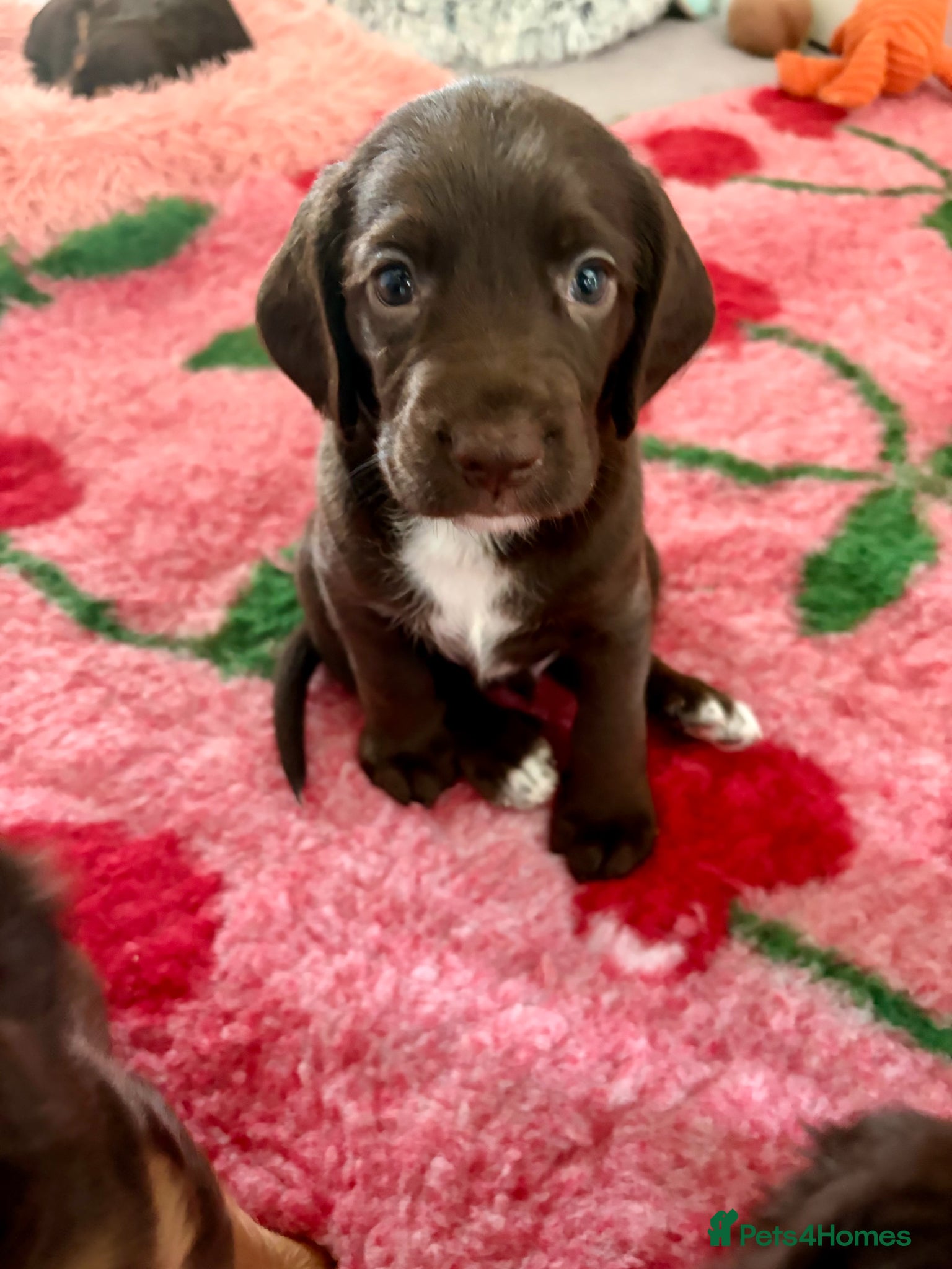 Cocker Spaniel dogs Most gorgeous Chocolate Working Cocker Spaniels - Advert 2