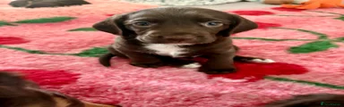 Seal/white