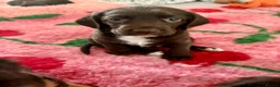 Cocker Spaniel dogs for sale: Most gorgeous Chocolate Working Cocker Spaniels - Advert 2