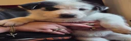 Siberian Husky dogs for sale: 5 beautiful siberian husky puppies  - Advert 6