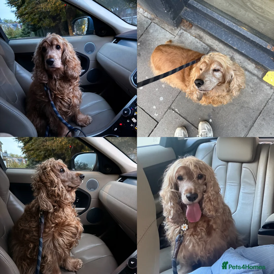 Cocker Spaniel dogs for sale: Senior Dog - Advert 2