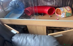 Pygmy Hedgehog rodents for sale: Female African Pygmy Hedgehog – all included - Image 6