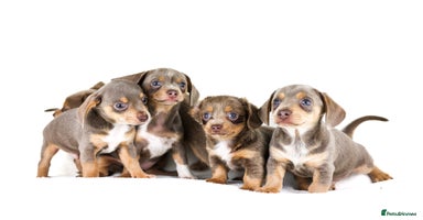 Dachshund dogs - Advert 4