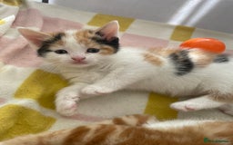 Mixed Breed cats for sale: Playful Kitten Looking for a Loving Home - Image 2