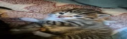 Mixed Breed cats for sale: Stunning Mixed breed kittens for sale! - Advert 8