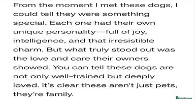 Mixed Breed dogs - Advert 4