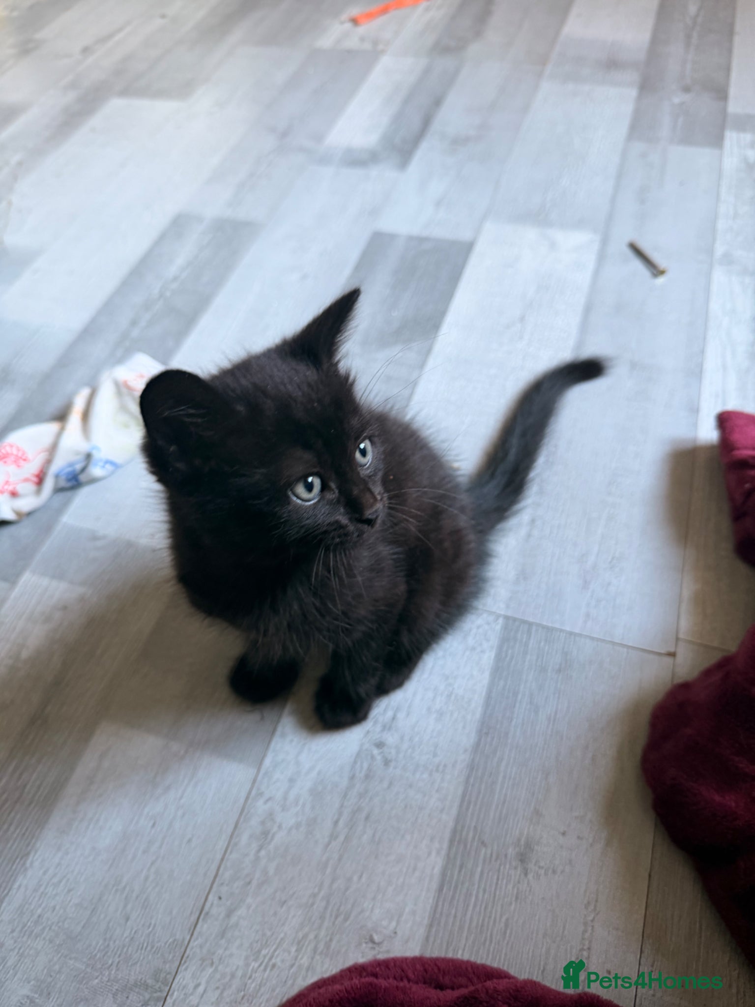 Domestic Shorthair cats for sale: Little female kitten ready for her forever people - Advert 2