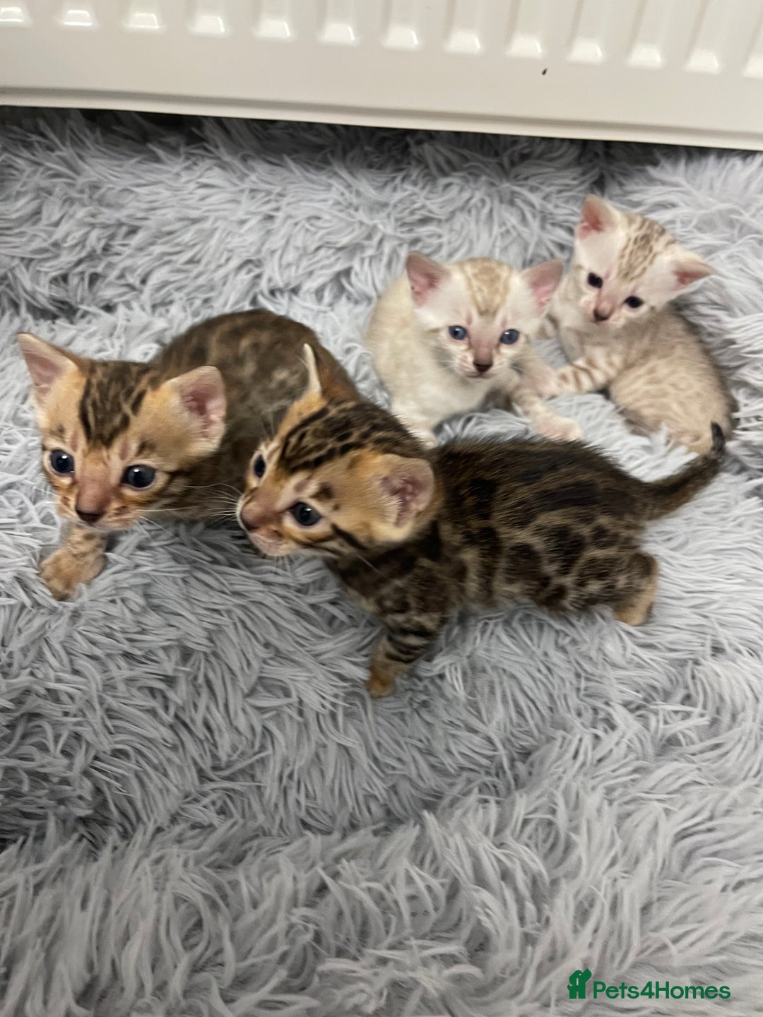 Bengal cats for sale: Bengal kittens for sale - Advert 7
