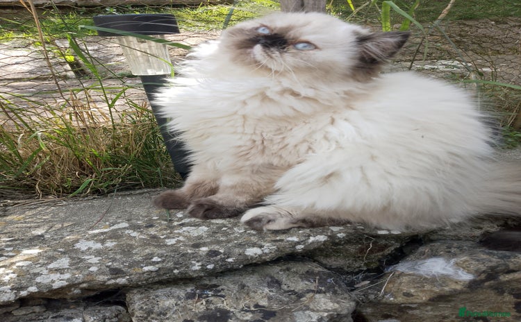 Persian cats - Advert 3