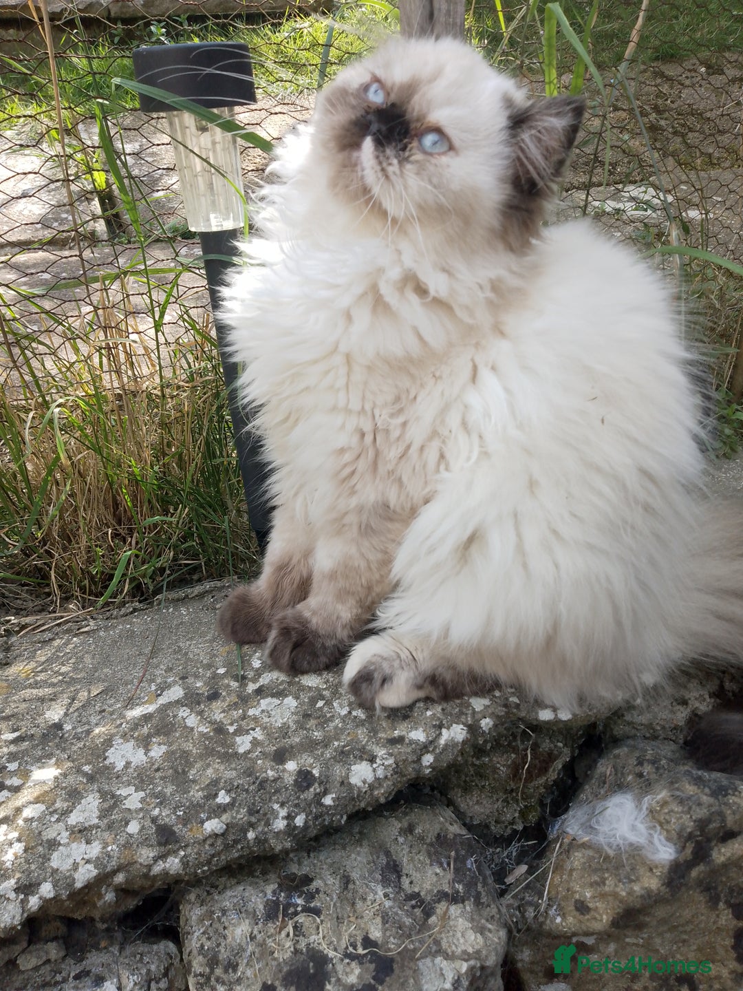 Persian cats for sale: Persian kitten female  - Image 1
