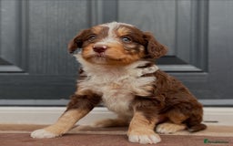 Bordoodle dogs for sale: OUTSTANDING *TRI COLOUR* MINIATURE BORDOODLES - Image 39