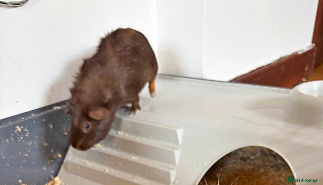 Guinea Pig rodents Male guenia pig  - Advert 19