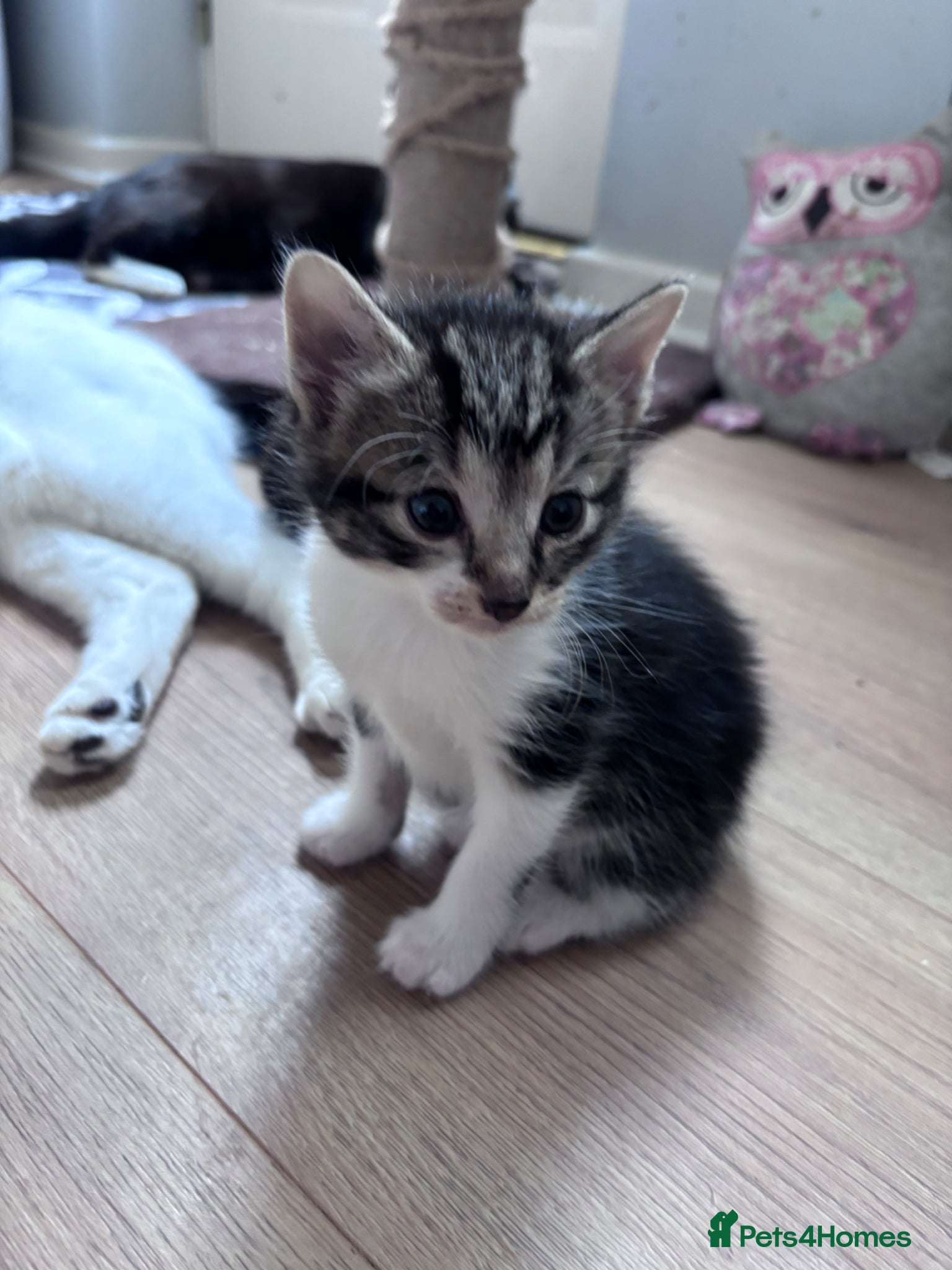 Mixed Breed cats for sale: Tabby kittens & black & white kittens  - Advert 1