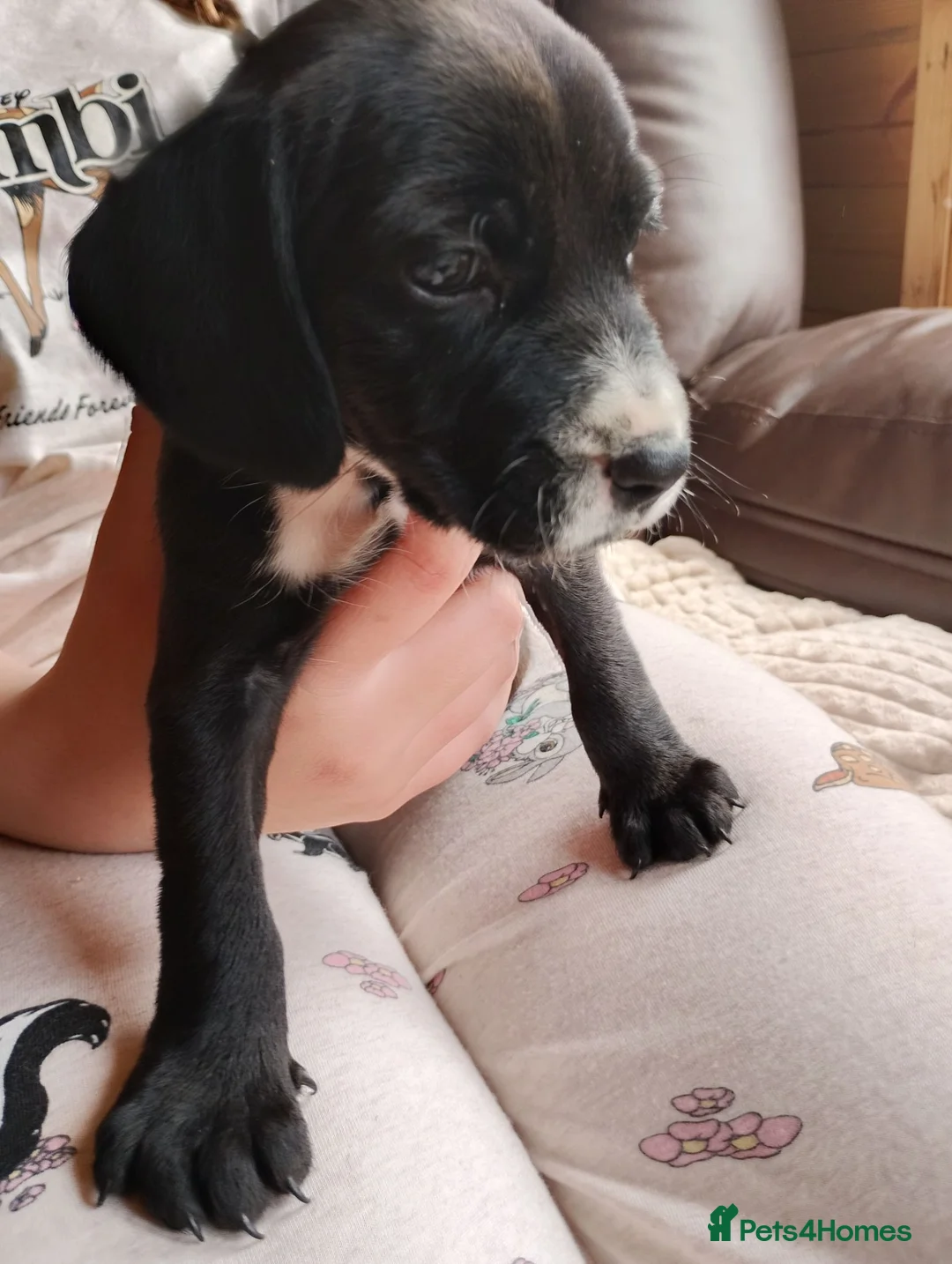 Mixed Breed dogs for sale: Spaniel puppies  - Advert 2