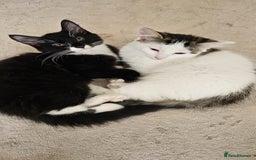 Mixed Breed cats for adoption: Rescue kitten Pixi needs forever home - Image 6