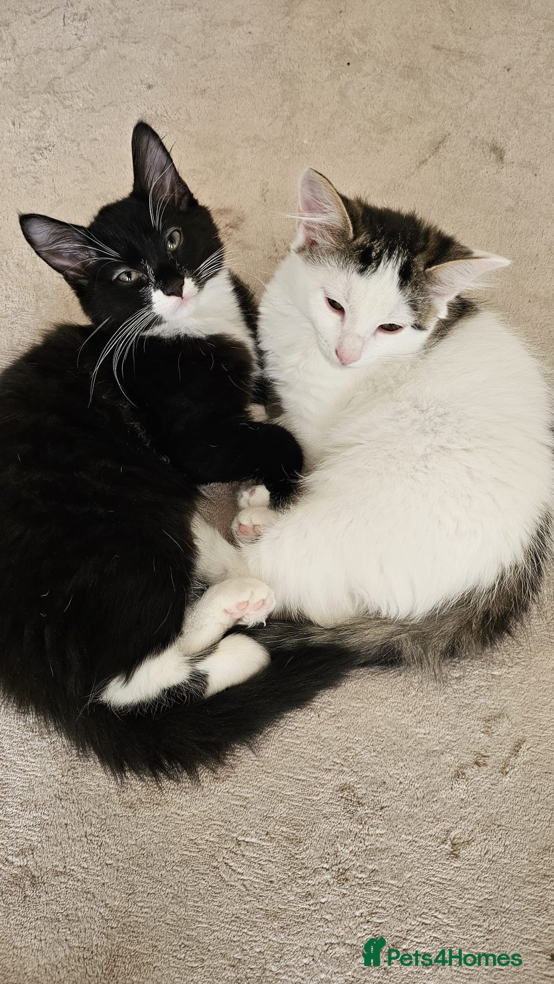 Mixed Breed cats for adoption: Rescue kitten Pixi needs forever home - Image 6