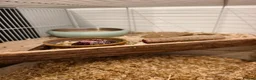 Gerbil rodents for sale: Two female gerbils for sale  - Advert 7