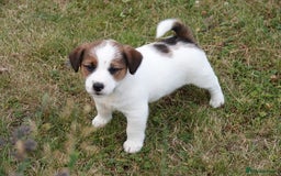 Jack Russell dogs for sale: KC Registered JR puppies  - Image 10