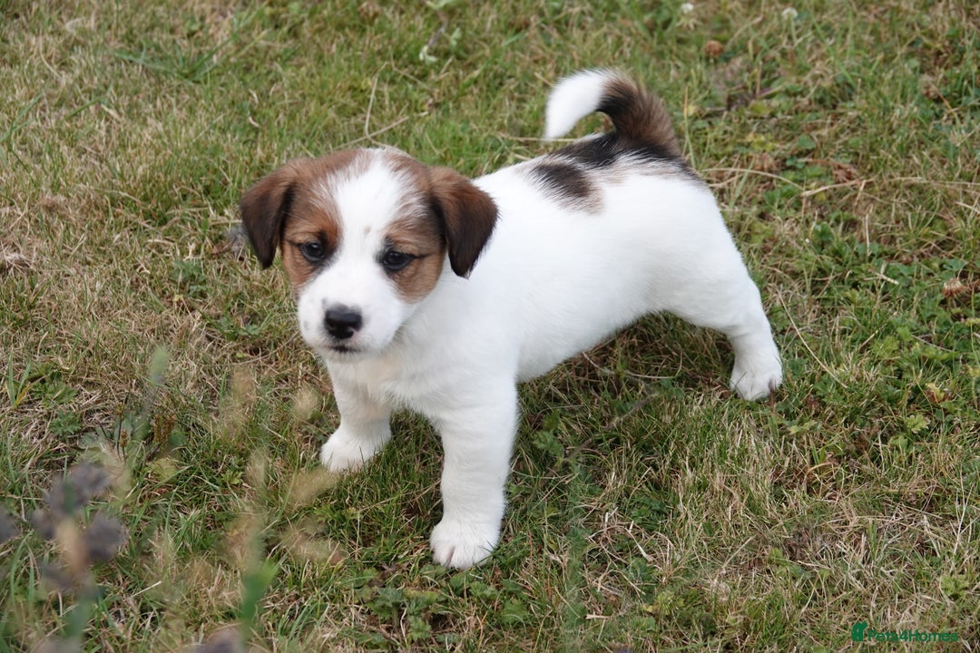 Jack Russell dogs for sale: KC Registered JR puppies  - Image 10
