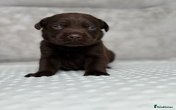 Labrador Retriever dogs for sale: Stunning chocolate Labrador’s with silver jeans  - Image 12