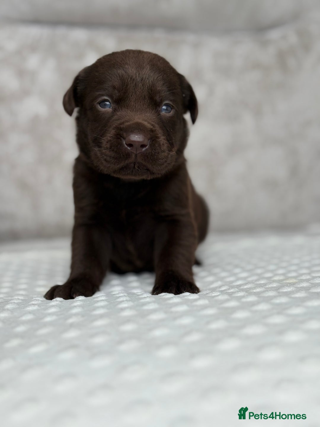 Labrador Retriever dogs for sale: Stunning chocolate Labrador’s with silver jeans  - Image 12