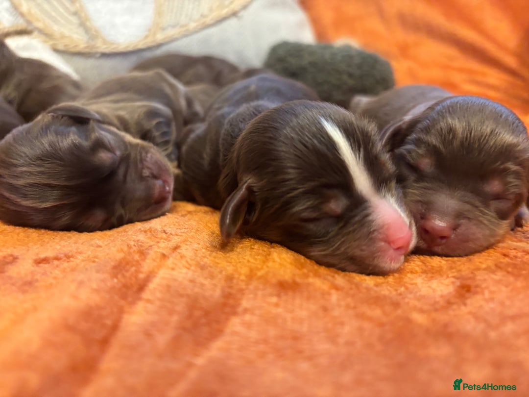 Cavapoo dogs for sale: £ negotiable for 5⭐️ Homes  Chocolate Cavapoos  - Image 9