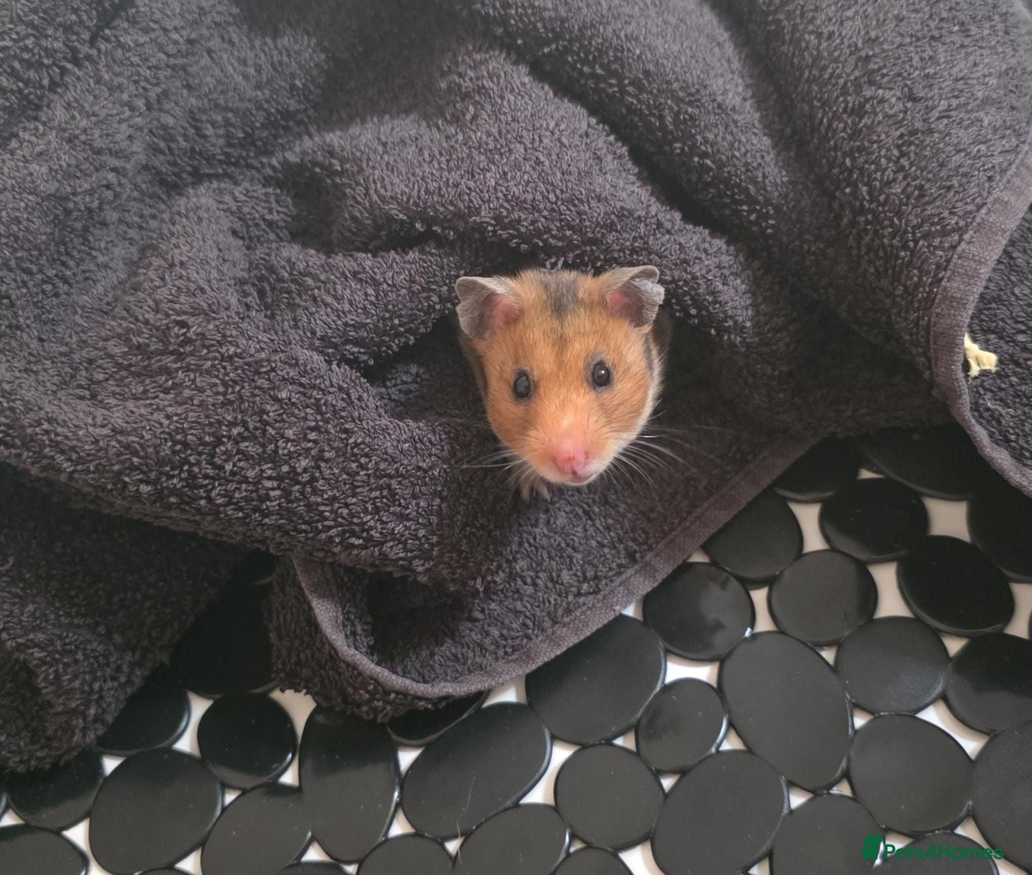 Hamster rodents Young Syrian hamster for sale - Advert 1