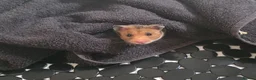 Hamster rodents for sale: Young Syrian hamster for sale - Advert 1