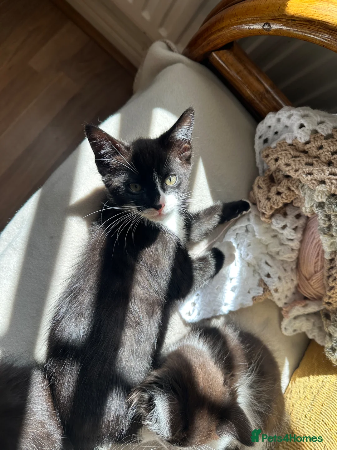 Mixed Breed cats for sale: Lovely fluffy Kittens Ready for New Homes - Advert 2