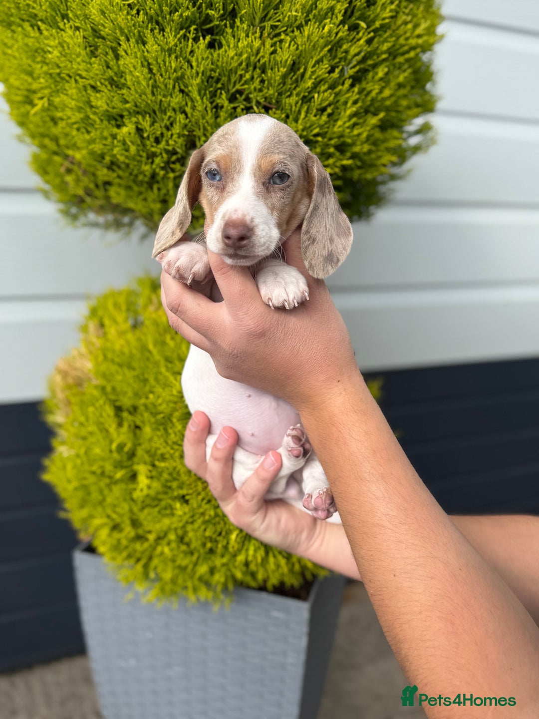 Miniature Dachshund dogs for sale: Miniature Dachshund Puppies (Licensed Breeder) - Image 13