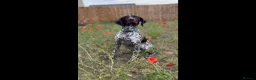 German Shorthaired Pointer dogs for sale: Premium GSP Puppies from Award-Winning Bloodlines - Advert 3