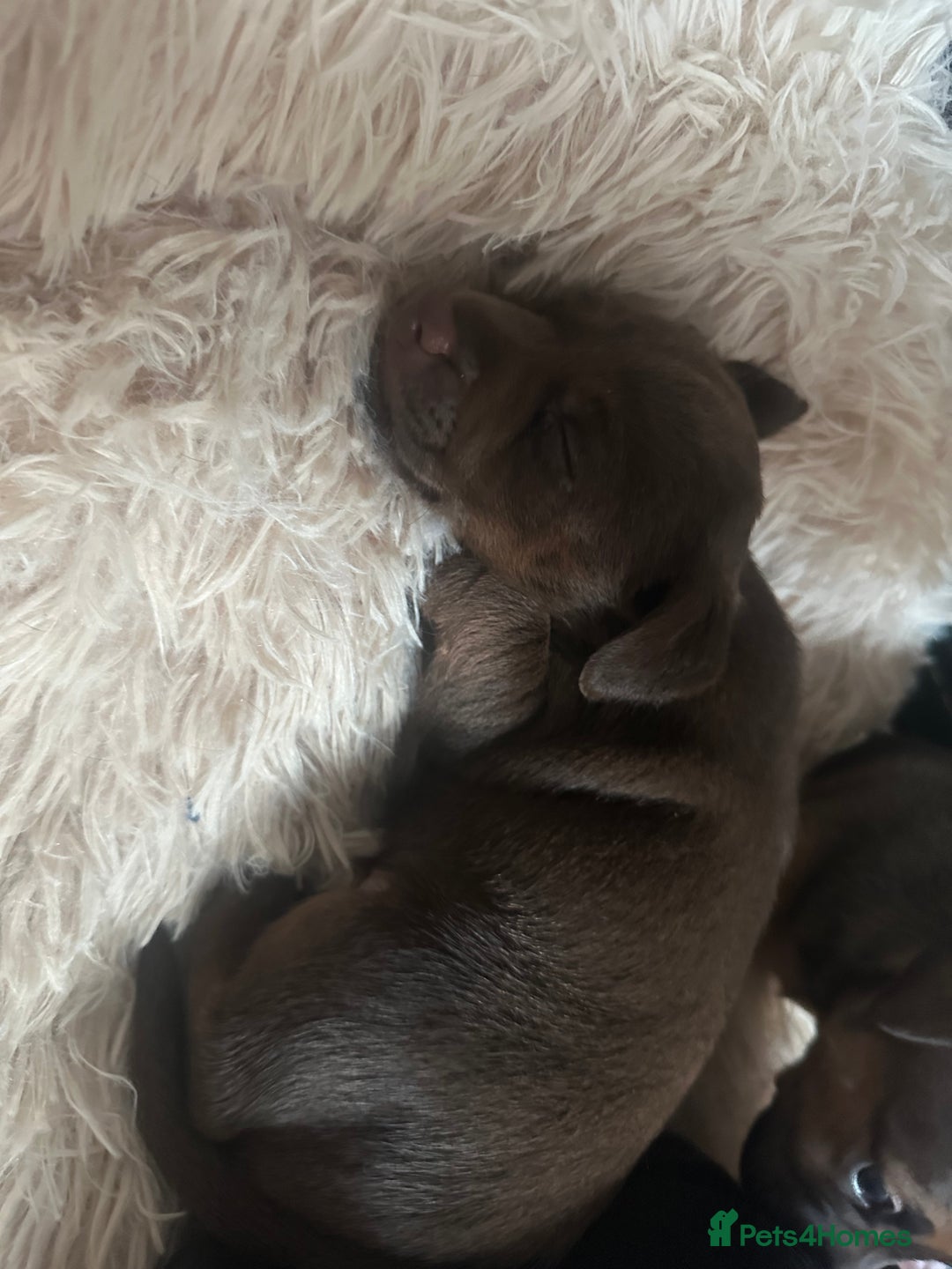 Jack Russell dogs for sale: Beautiful Jack Russell Puppies  - Image 11