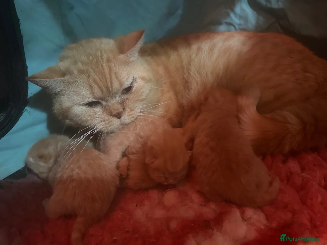British Shorthair cats for sale: Rare Red British Shorthair Kittens - Advert 2
