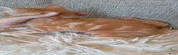 Mixed Breed cats for sale: Norwegian cross kittens - Advert 3
