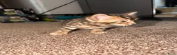 Bengal cats for sale: Stunning bengals for sell, 3 Males, 1 Female - Advert 12