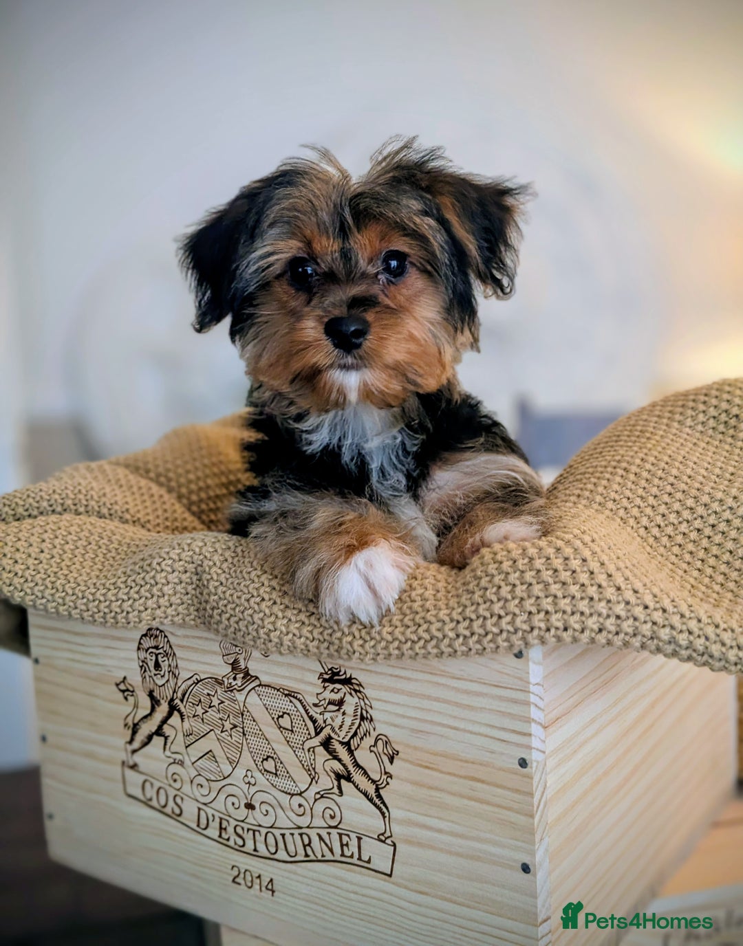 Yorkshire Terrier dogs for sale: 2 Biewer Yorkshire Terrier Boys – Ready Now! - Advert 13