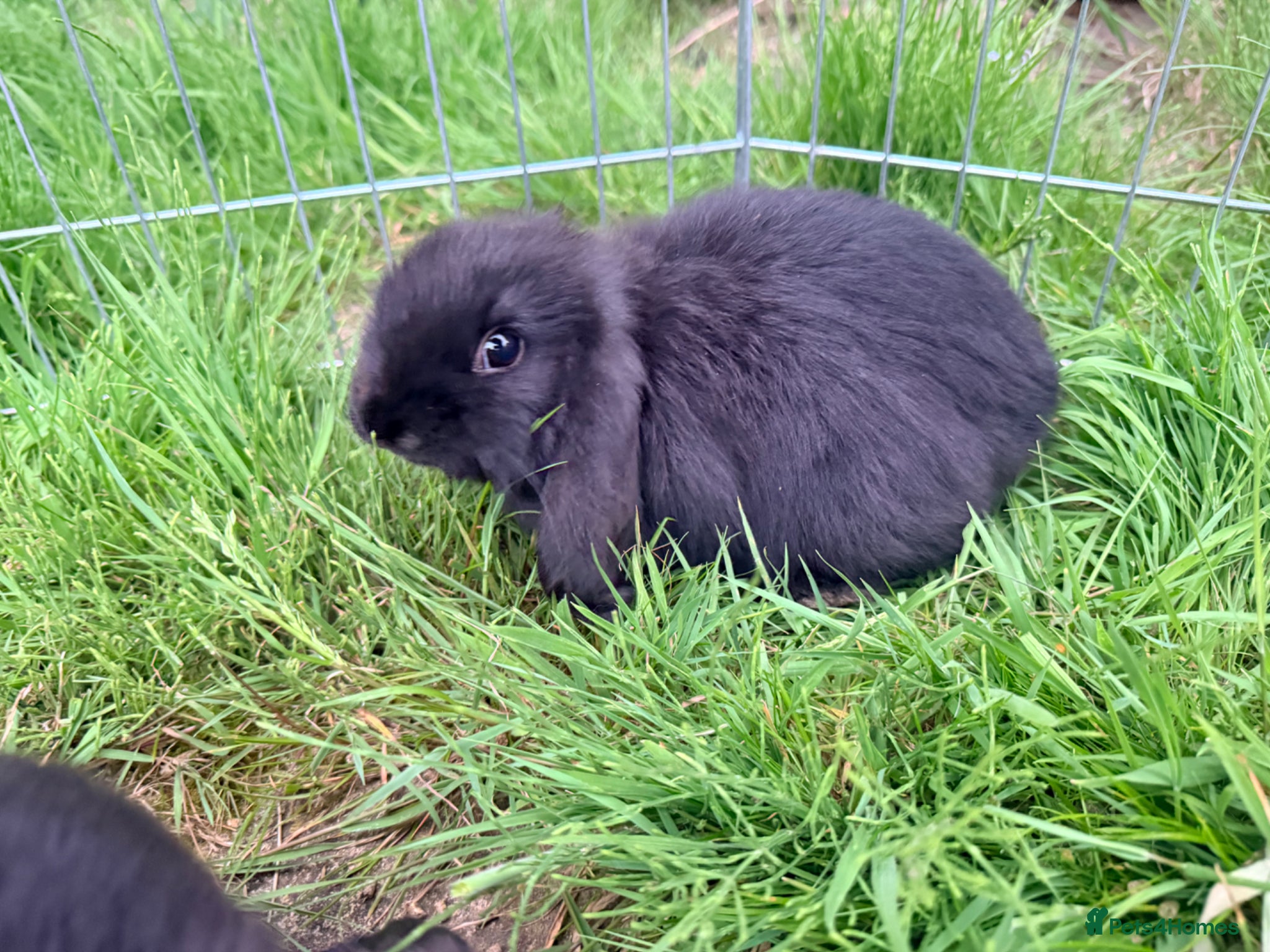 Mini Lop rabbits for sale: Mini Lop babies Ready to go  - Advert 2