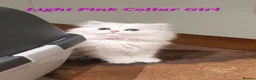 Persian cats for sale: 💖Beautiful Pedigree Chinchilla Persian Kittens.  - Advert 21