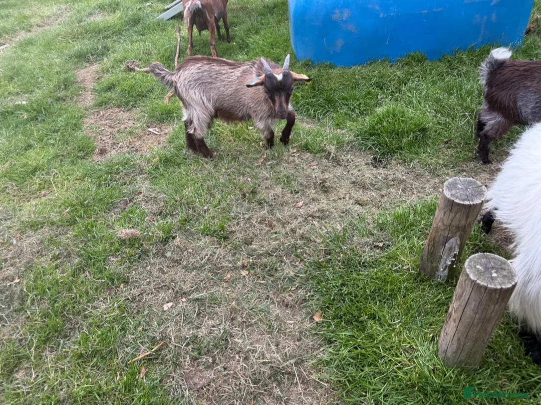 Goats livestock for sale: Castrated male  - Advert 3