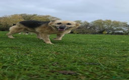 Mixed Breed dogs for adoption: GUS - The gentleman - Image 10