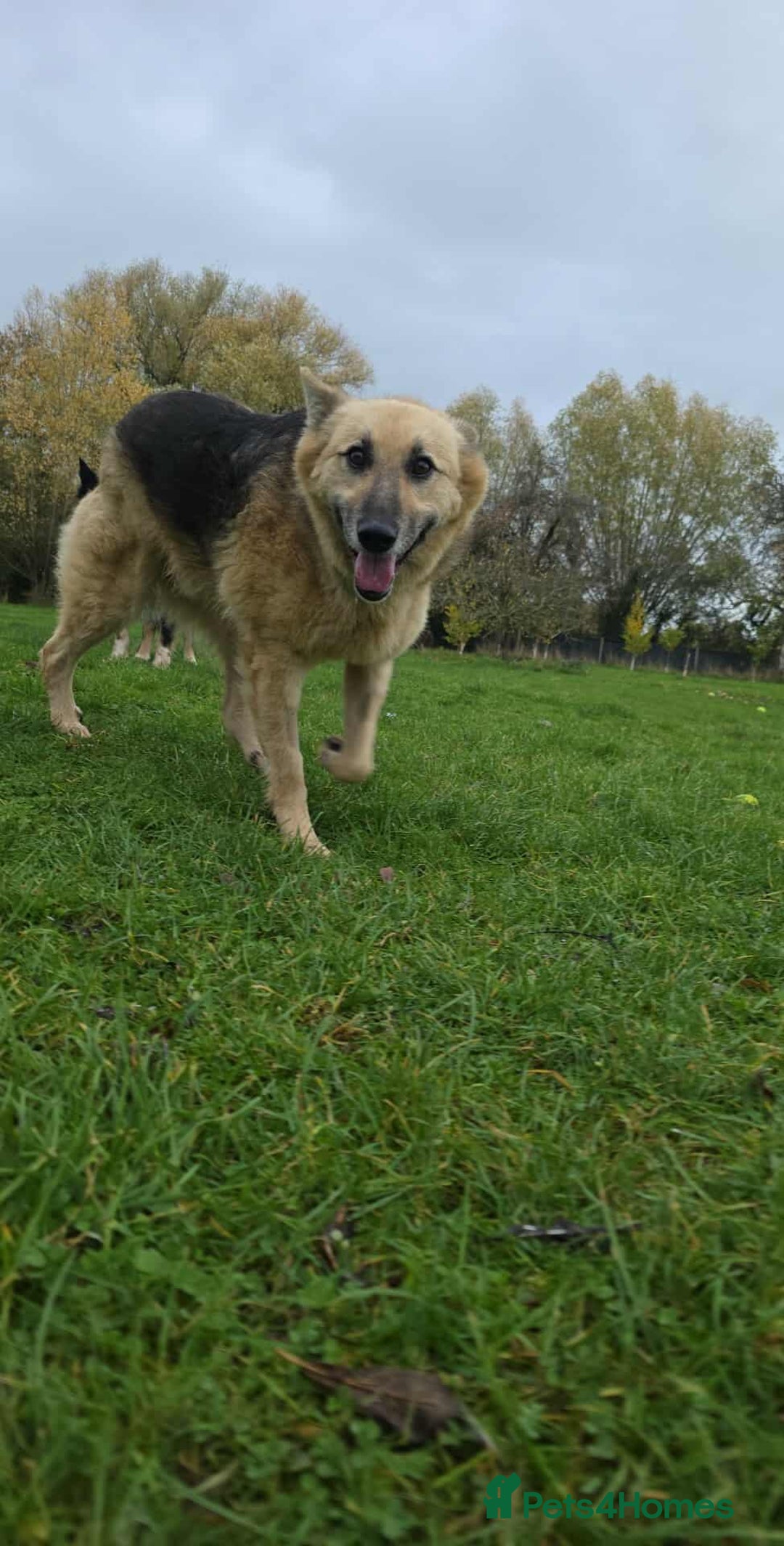 Mixed Breed dogs for adoption: GUS - The gentleman - Image 10