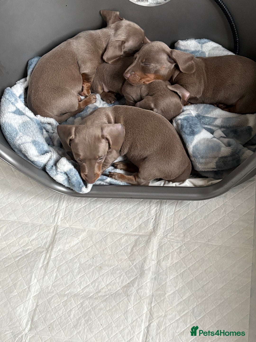Miniature Dachshund dogs for sale: ISABELLA AND TAN MINIATURE DACHSHUND PUPPIES  - Advert 5