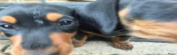 Miniature Dachshund dogs for sale: Beautiful miniature dachshund puppies - Advert 17