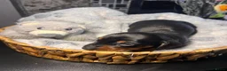 Miniature Dachshund dogs for sale: Miniature dachshund puppies - Advert 19