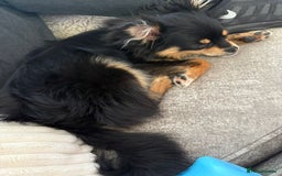 Pomeranian dogs for sale: pomeranian girl - Image 3
